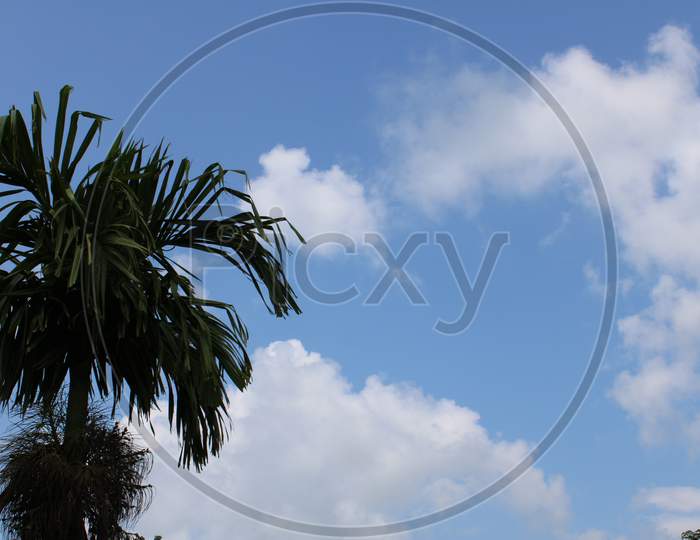 Tree with sky background photo capture