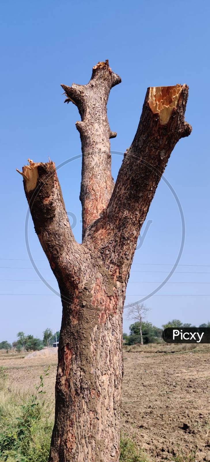 Half Cutting Wood Of Tree In Countryside Area Under Blue Sky