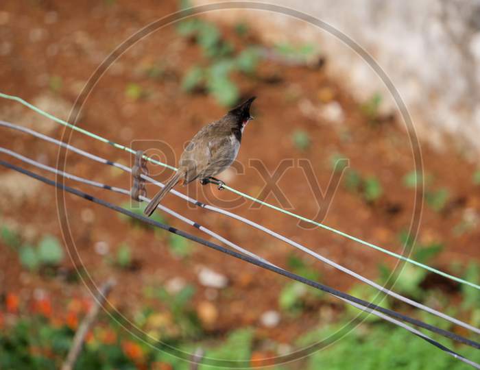 Bird in the wire