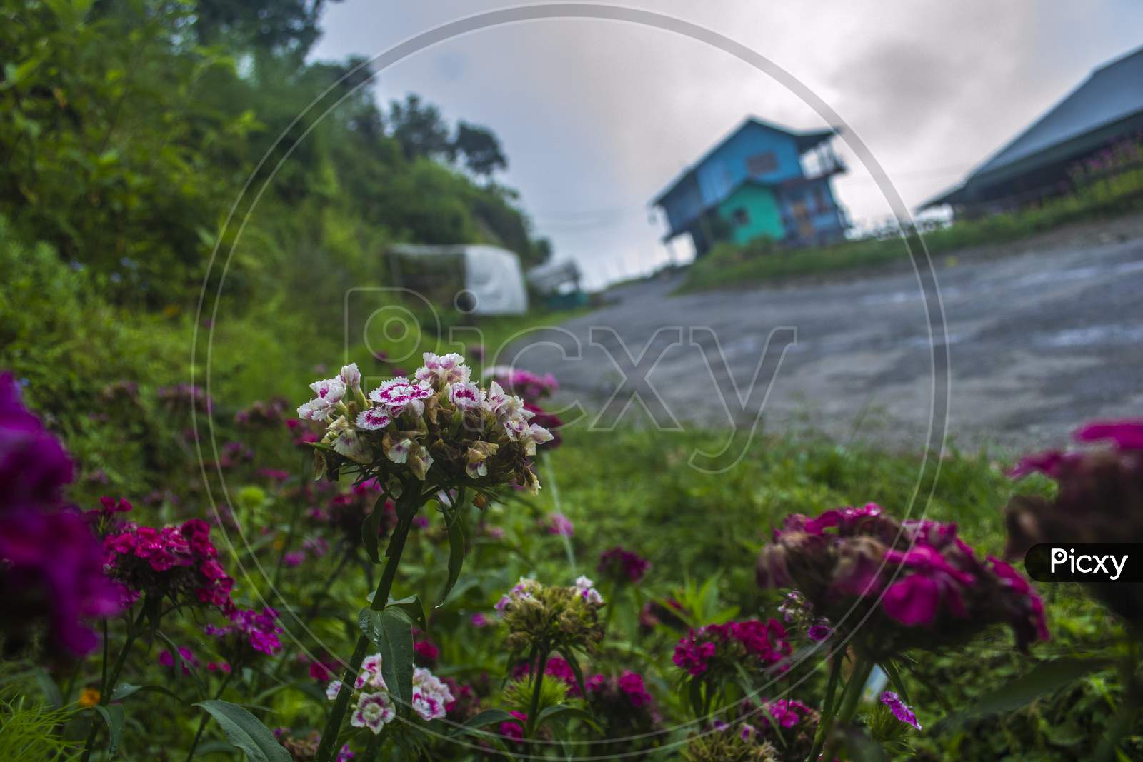 Beautiful Roadside Flowers With Village Hut Background