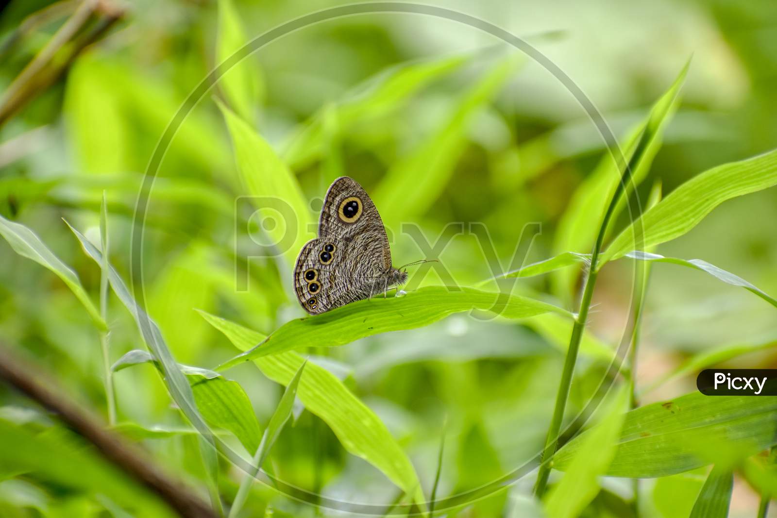 Common Four Ring Butterfly