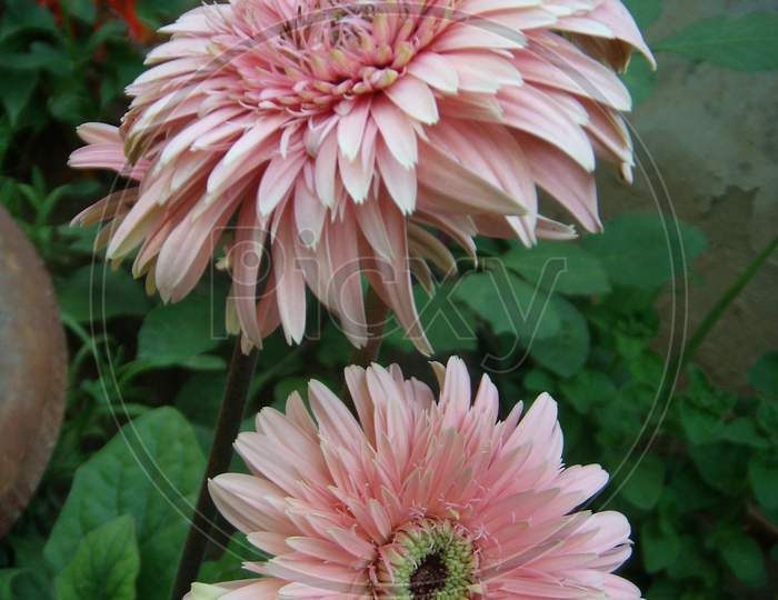 close up of pink gerbera flowers