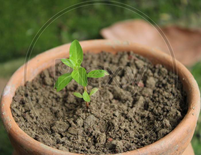 Small tree planting in soil on pot
