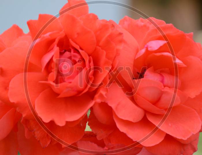 the beautifull red rose flower in the guarden.