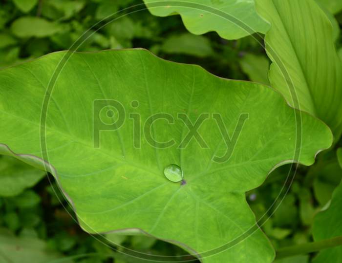 Single water droplet on a leaf