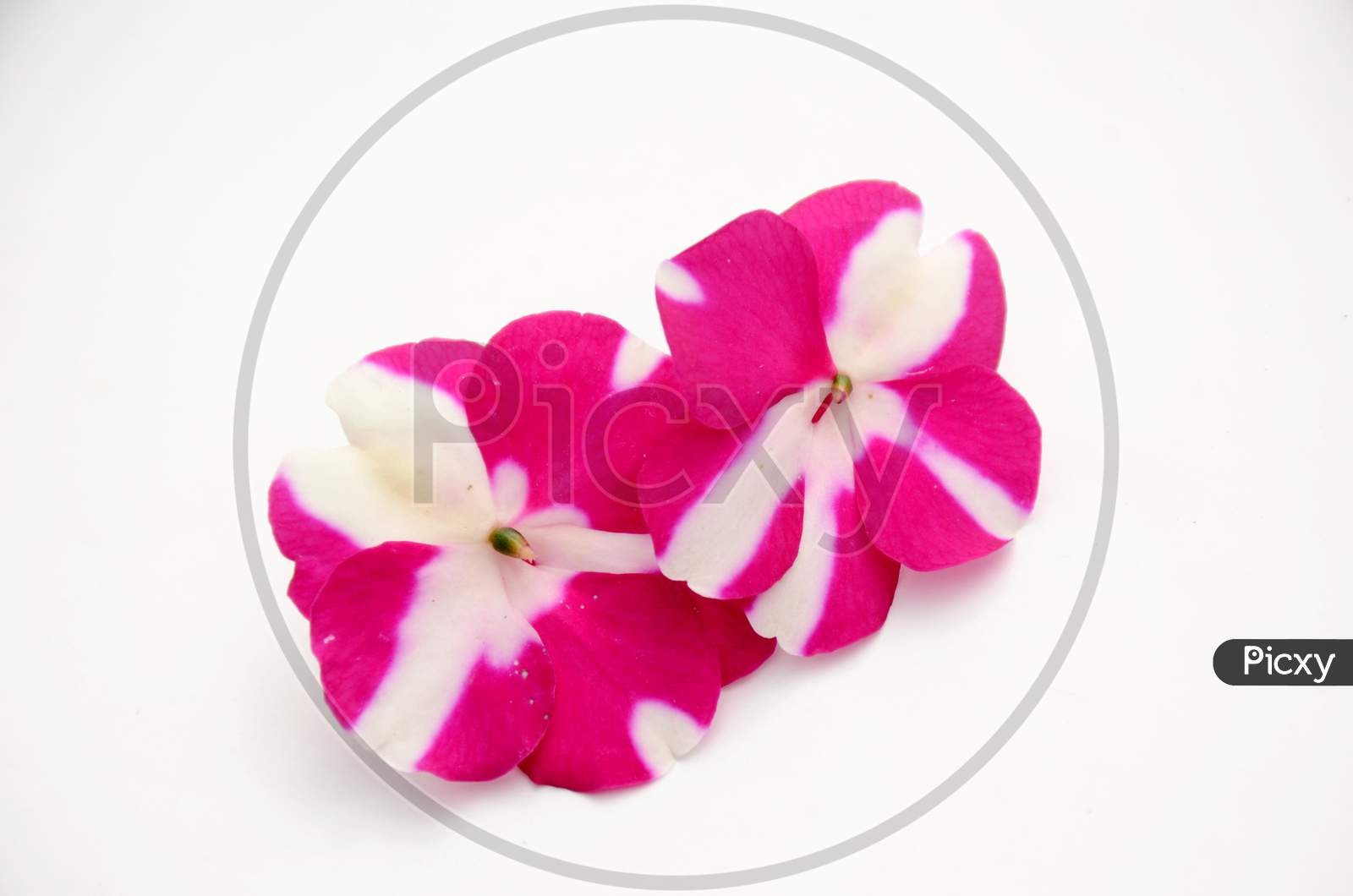 the pair of pink white flower of petunia isolated on white background.