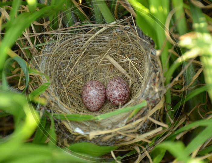 discover the beautifull bird nest with two brown egg.
