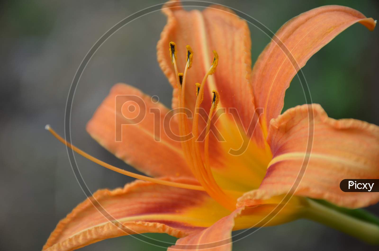 the orenge lily flower in the guarden.
