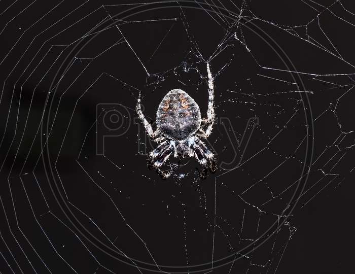 Nuctenea Umbratica, The Walnut Orb-Weaver Spider Creating Trap
