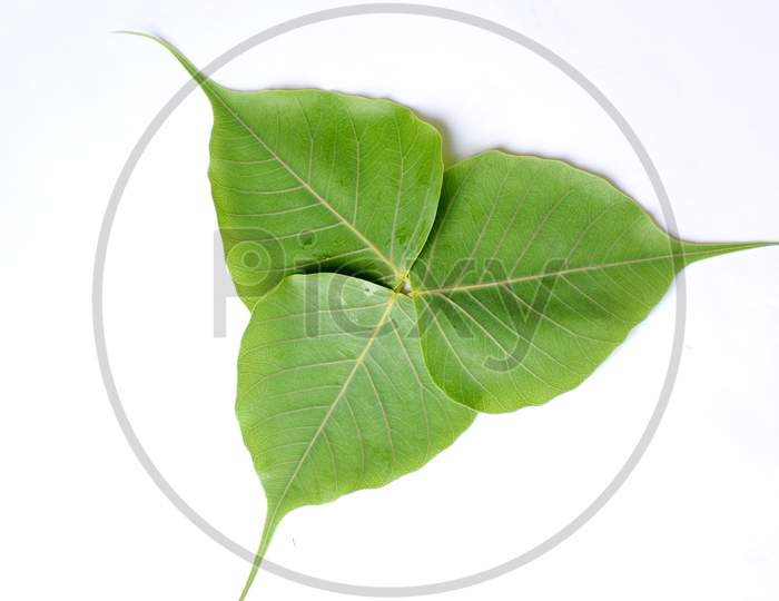 the beautifull green leaves disine of peeple isolated on white background