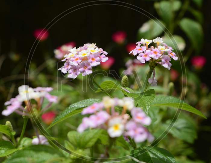 Small pink and white flower