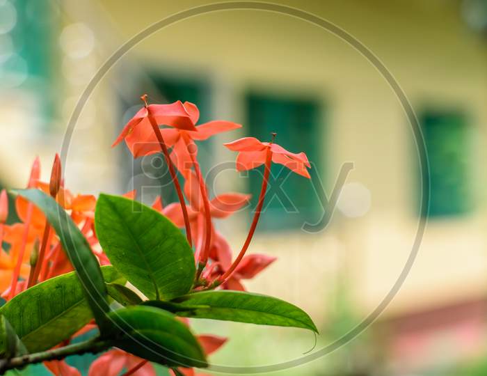 Jungle Geranium Also Known As Flame Of The Woods Or Jungle Flame Flowers With Leaves In Focus With A Blurred Background