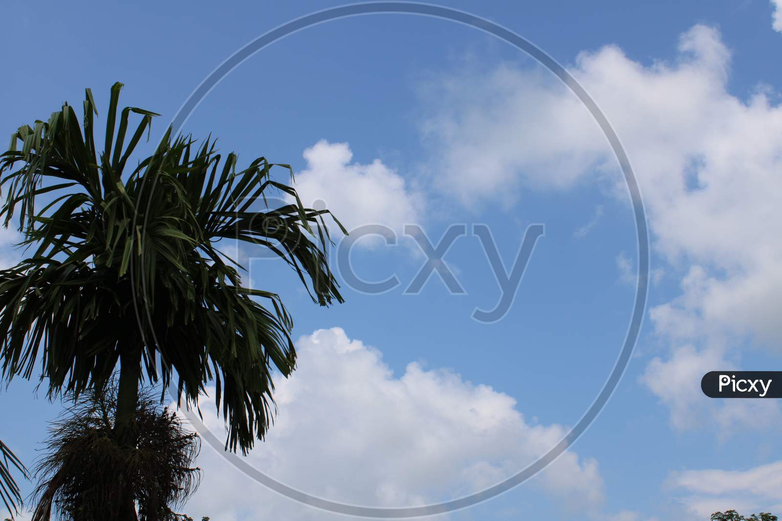 Tree with sky background photo capture