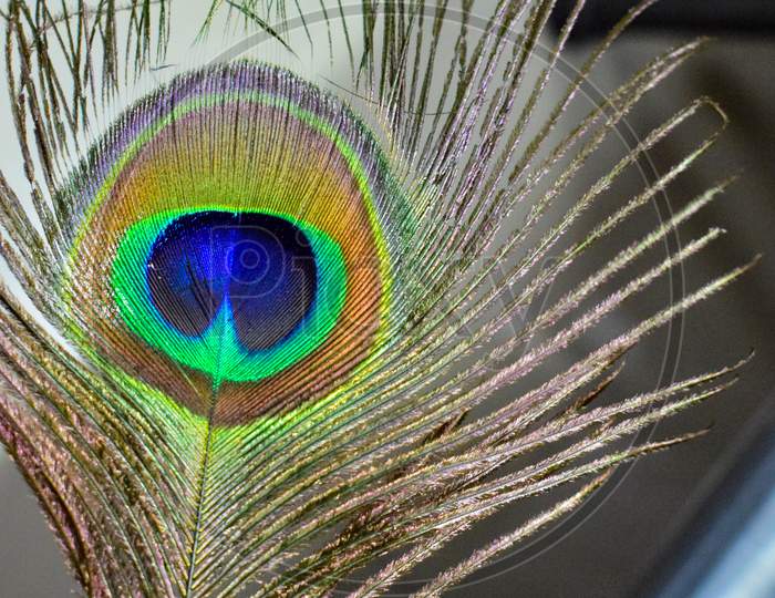 Closeup of the feather of a peacock during day time inside home in Delhi India