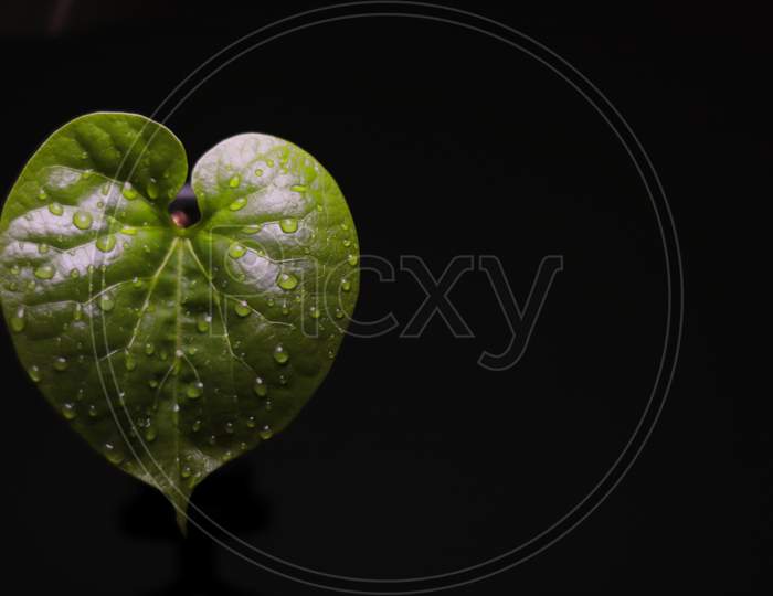 Giloy leaf