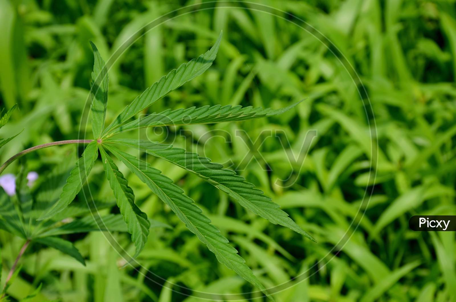 the green marijuana leaf with grass in the forest.