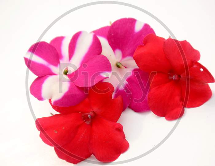 the red white petunia flowers isolated on white background.