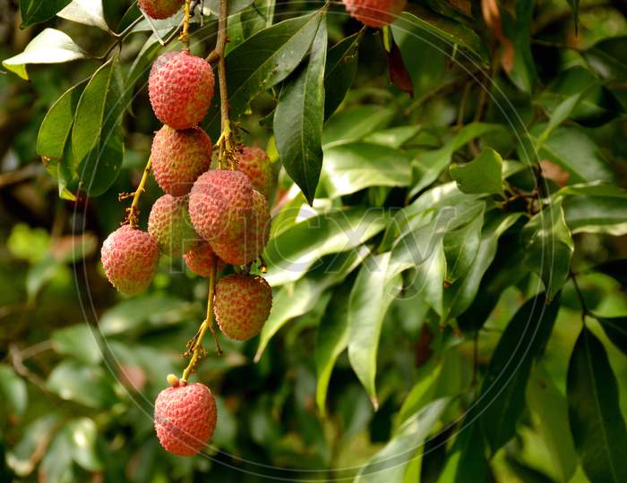 bunch of red ripe lychee  with green leaves and branch.