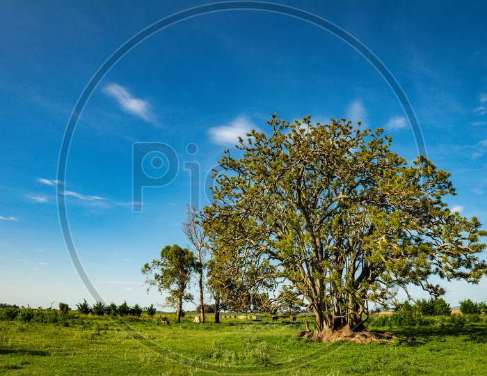 Beautiful Old Field Tree. Calm Landscape Outside The City. Sunny Day On A Farm.