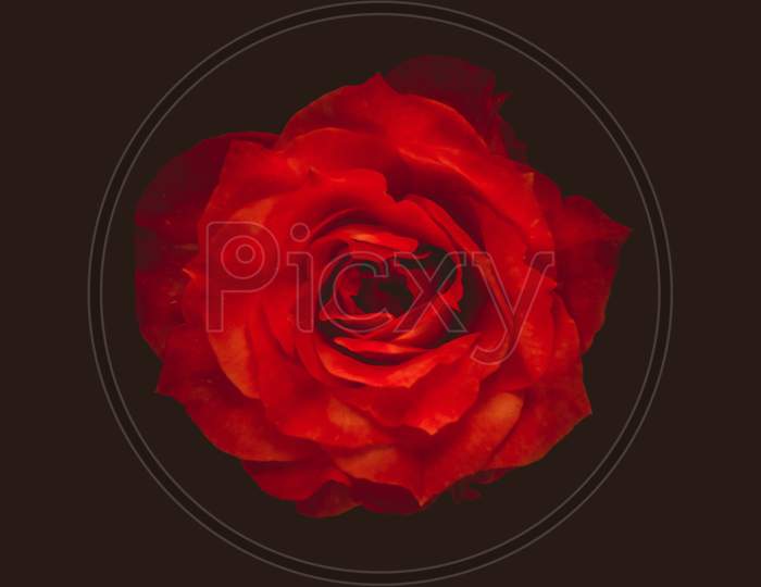 Red rose with dark Background