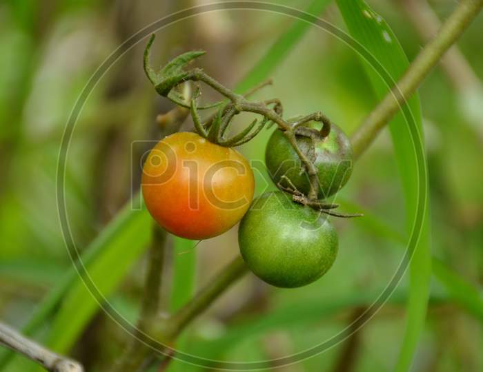 red ripe tomato with plant in the garden.