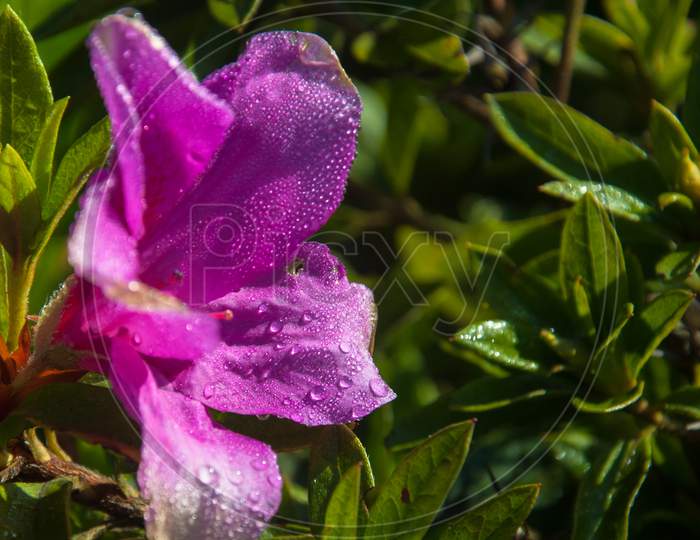 Flower Petals With Water Droplets.