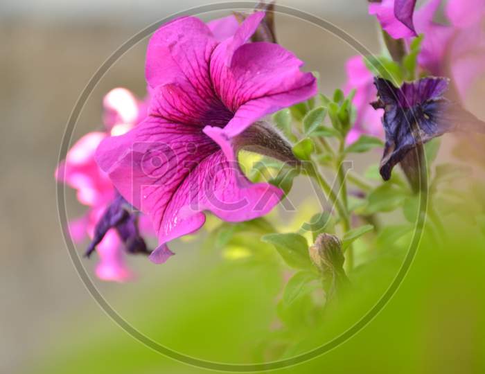 the purple flower of petunia with green leaves.