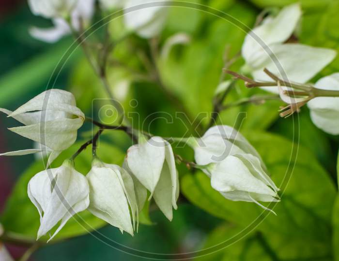 White Bleeding Heart Flowers In Selective Focusing With Green Leaves In The Background