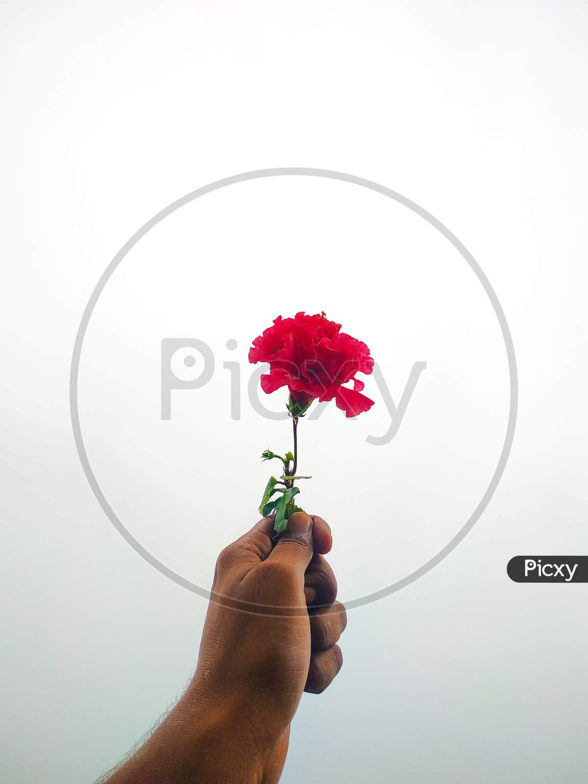 Hand Holding Red Flower