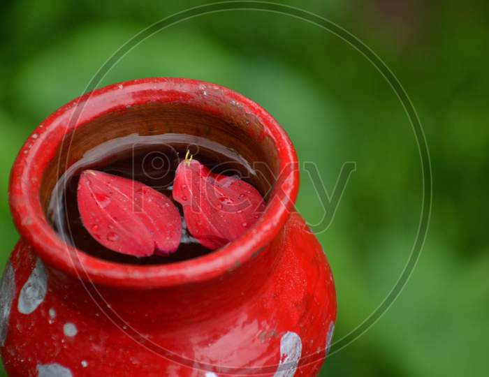the red flower leaf with water in the clay pot