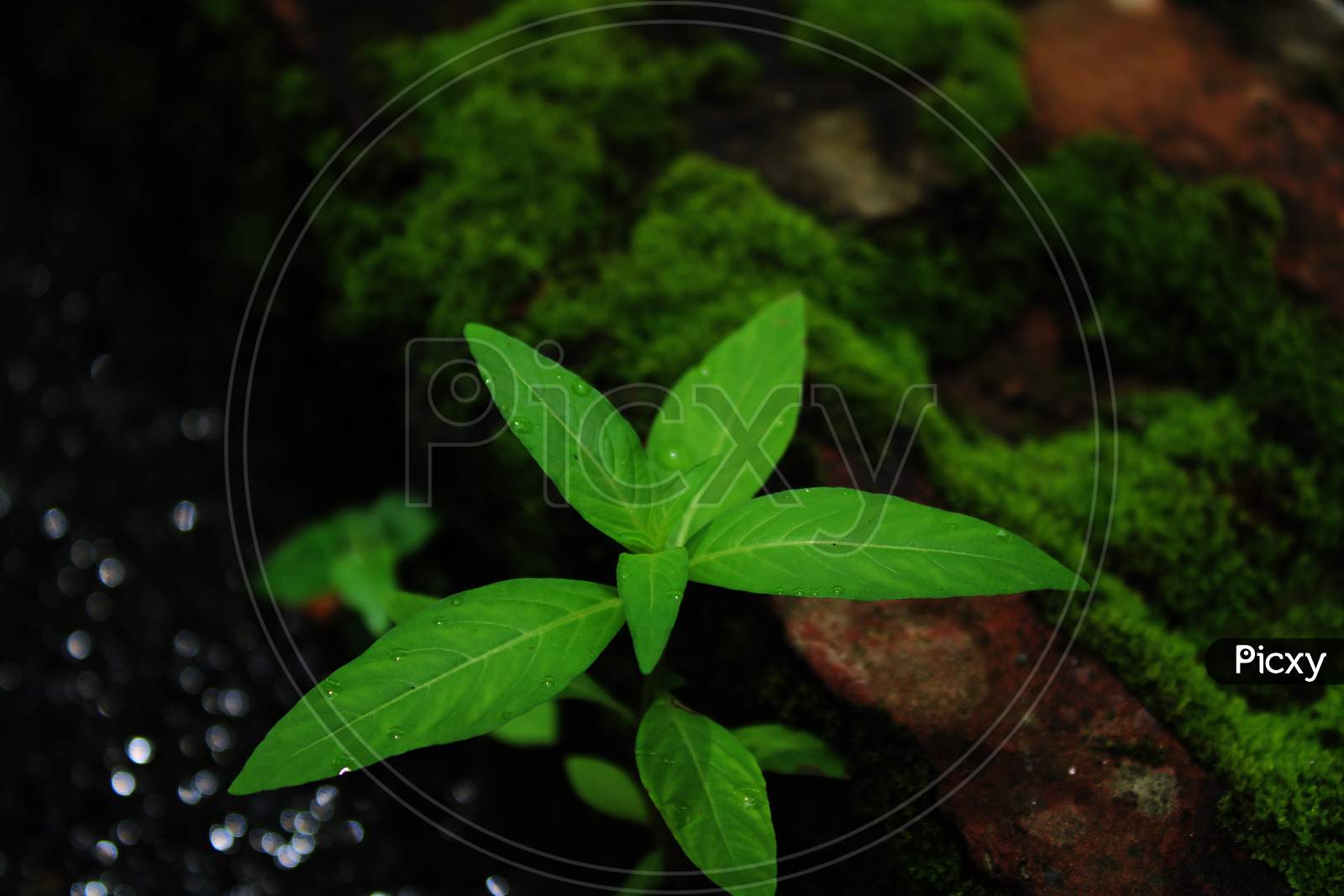 Green tree plant natural background