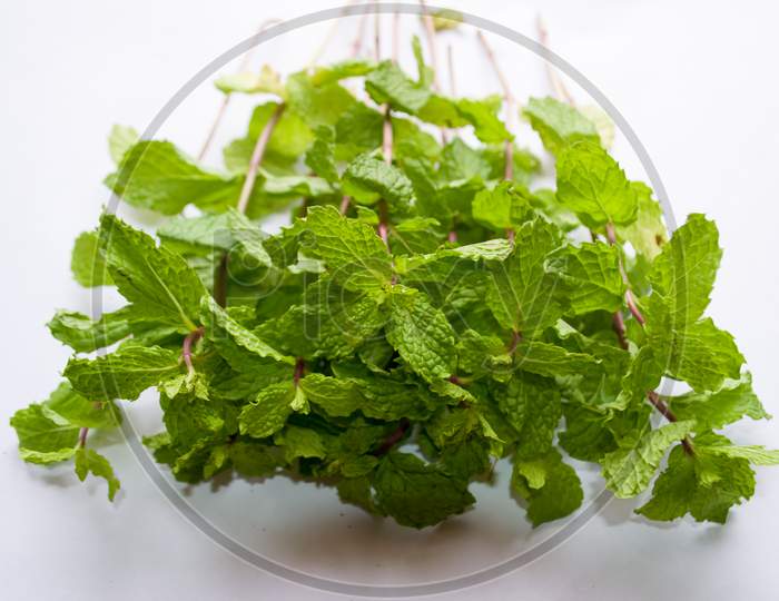 Mint branch and leaves