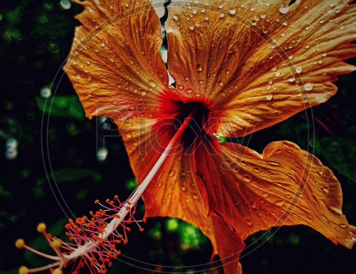 Rainy Day flower