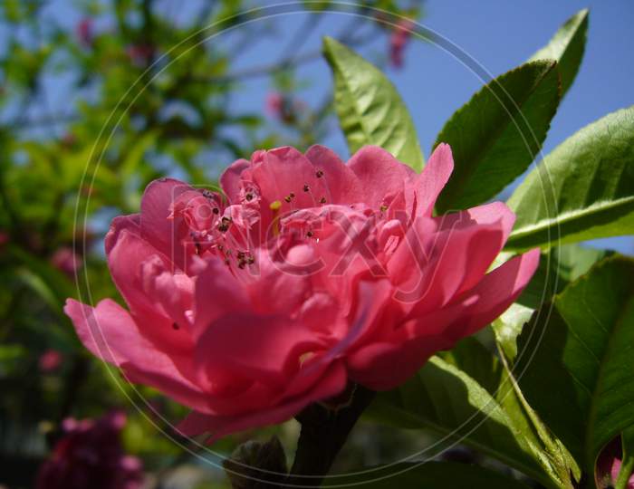 Double-petaled peach flowers, common flowers and leaves bloom