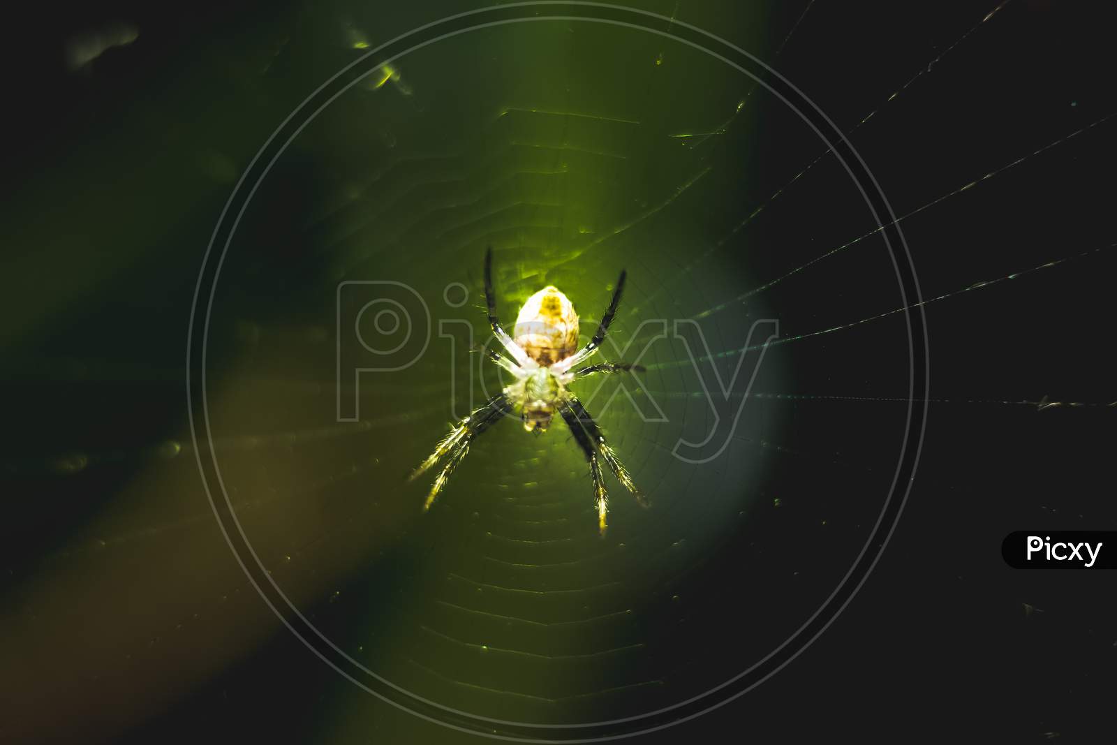 Spider On Web On Closeup Macro Photography. Small Spider On It Own Make Web Isolated On Dark Green Background. Unfinished Spider Web On Straight Line.