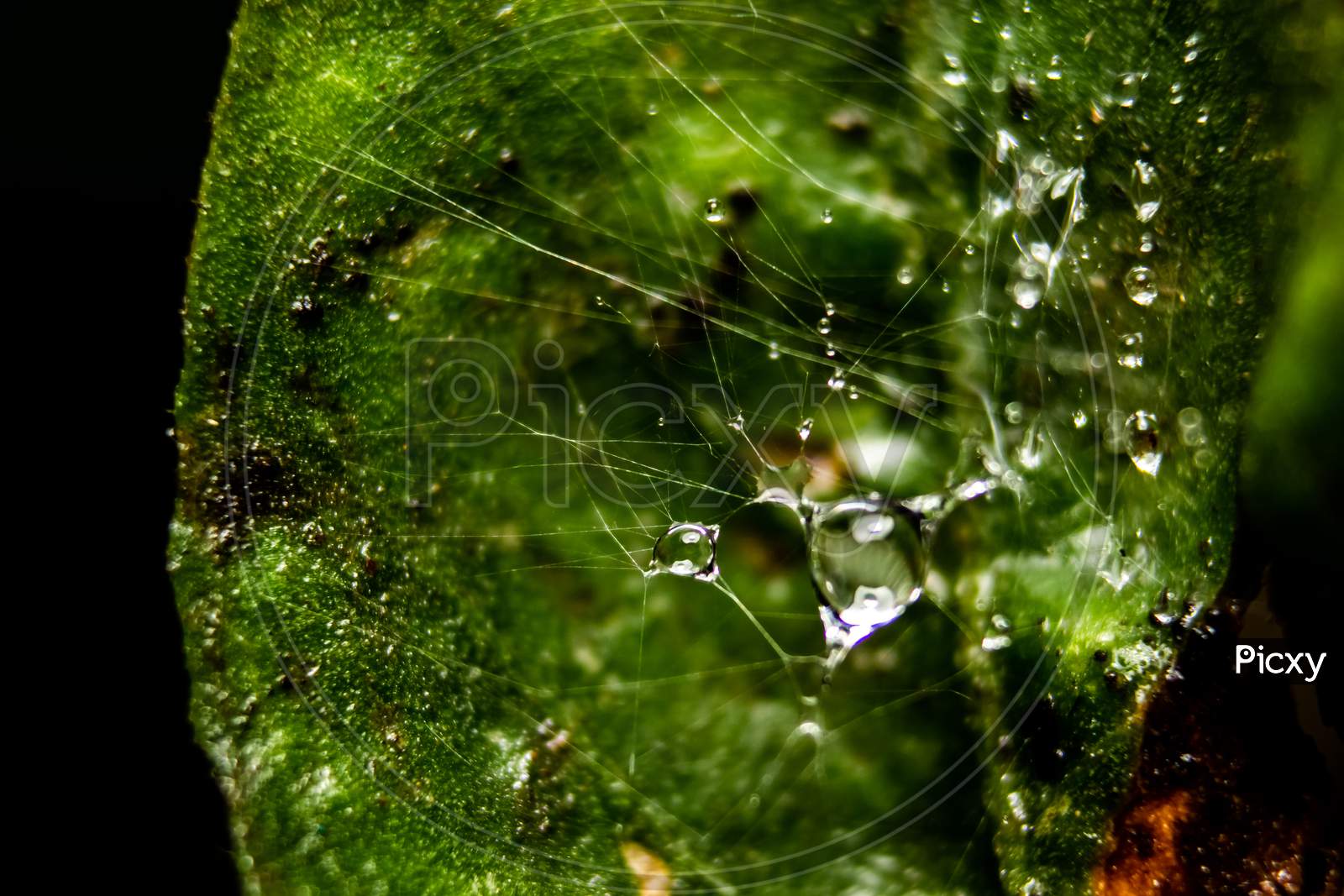 Rain Water Drop On Spider Web With Background Of Plant Leaves. Fresh Grass With Dew Drops Close Up - Spider Net With Water Drops.