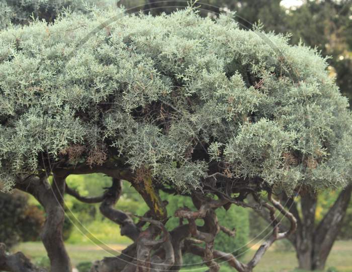 well trimmed and maintained bonsai tree
