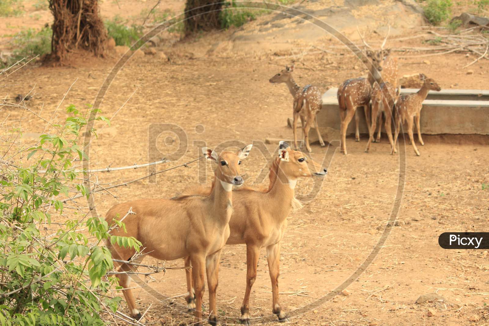 Herd of spotted deer drinking water in the forest