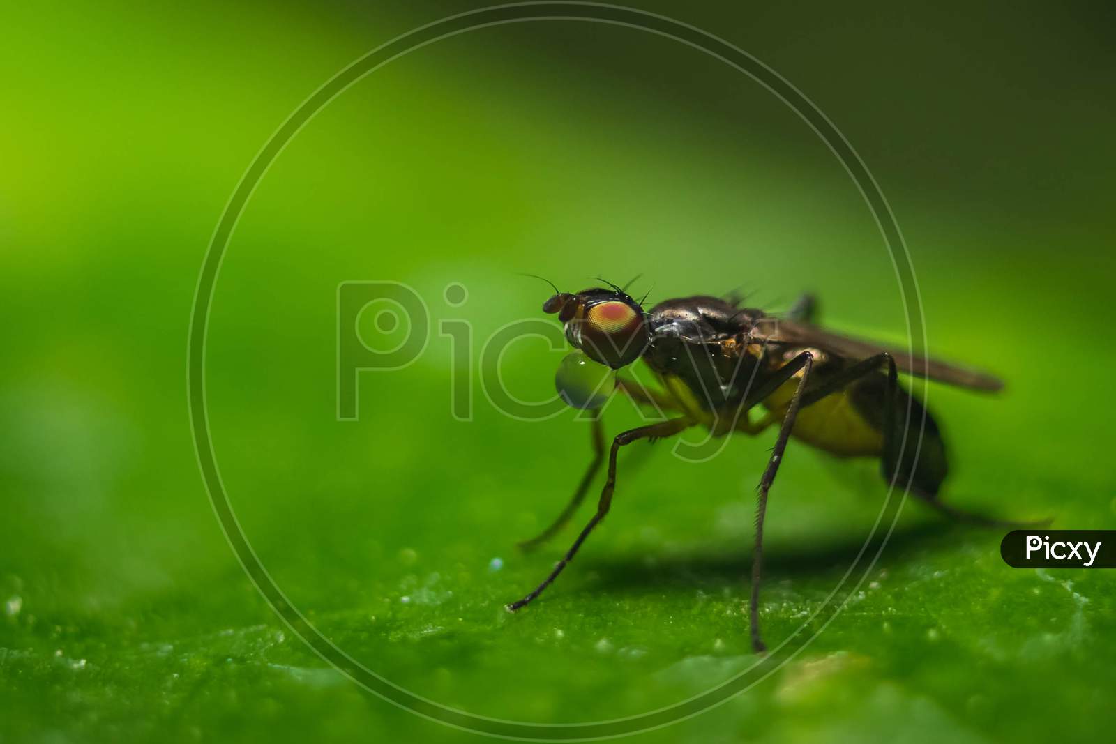 Flying Ant / Flying Termite Close Up Macro Shot. Flying Ant Having Water Drops On Its Mouth - Odontomachus Full Side View . Ant Drinking Water On Mouth.