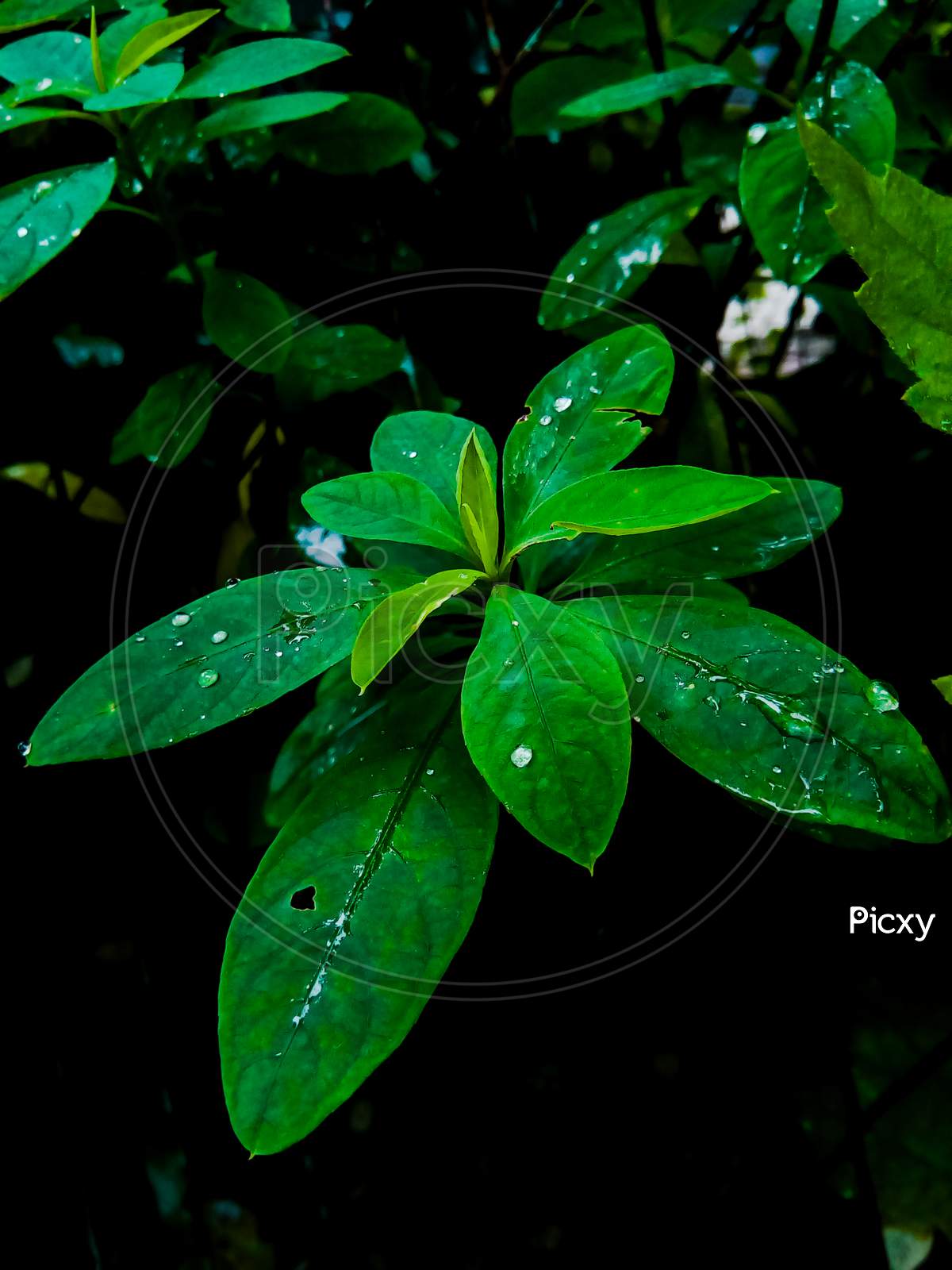 Small water droplets on leaf.