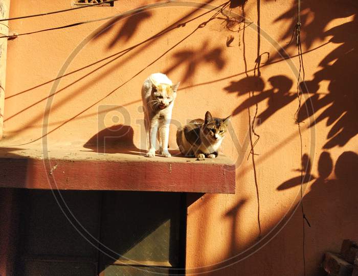 Two Cats Sitting On The Window Roof