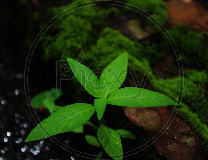 Green tree plant natural background