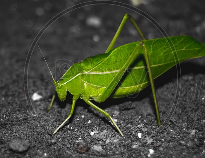 Green Leaf Insect On Ground. Insects / Bugs - Leaf Insect (Phyllium Bioculatum) Or Walking Leaves. Macro Image Of A Beautiful Leaf Insect, Sabah, Borneo - (Phyllium Giganteum).