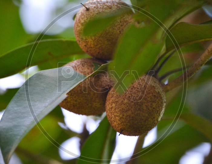 a grown chikoo fruit on a tree branch