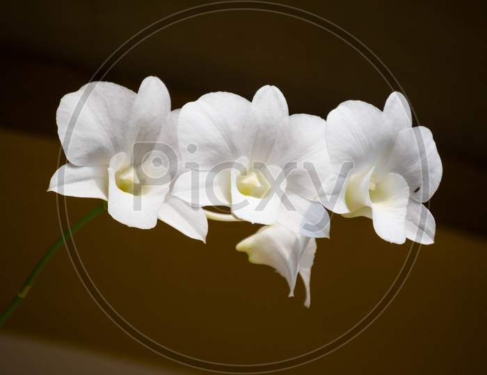 Beautiful White Orchid Flower With Brown Blurry Background