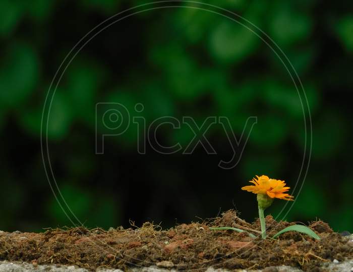 Tiny flower plant.