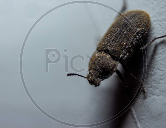 Small Predacious Ground Beetle / Strange Horned Beetle On Isolated On Back Background. Animals Wildlife