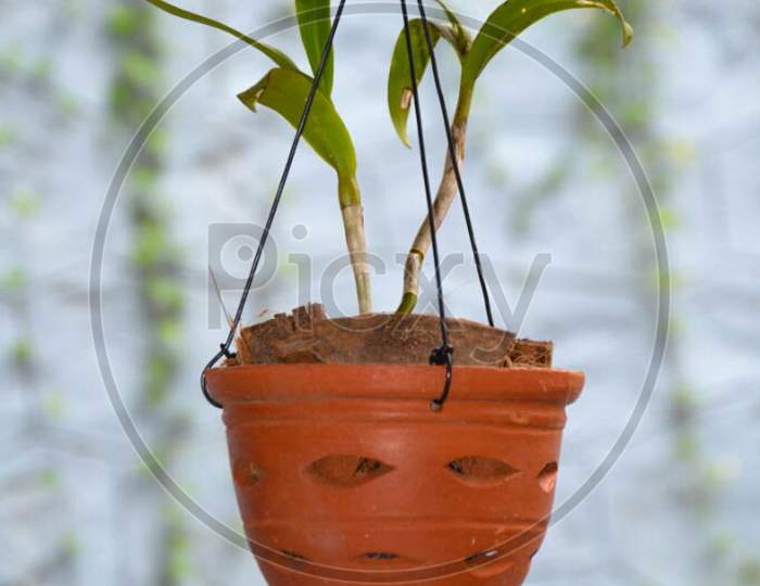 An Orchid Plant In A Hanging Brown Pot