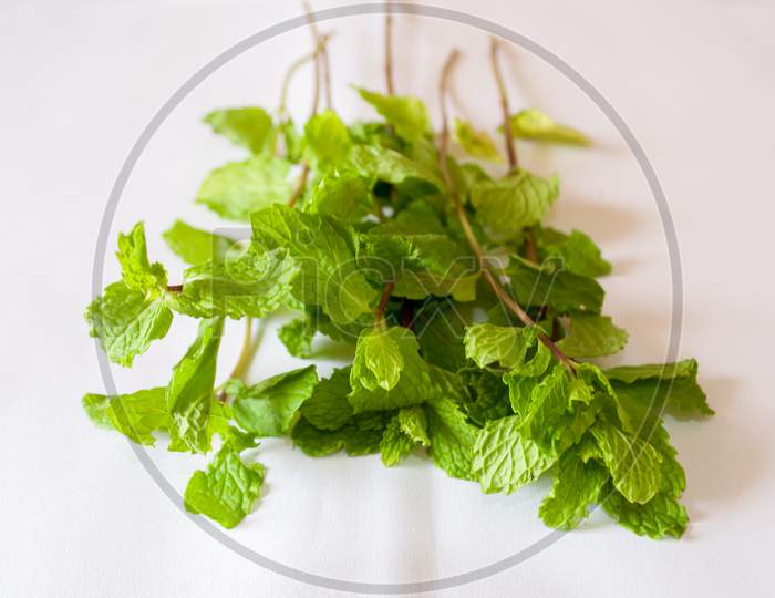 Mint leaves with branch