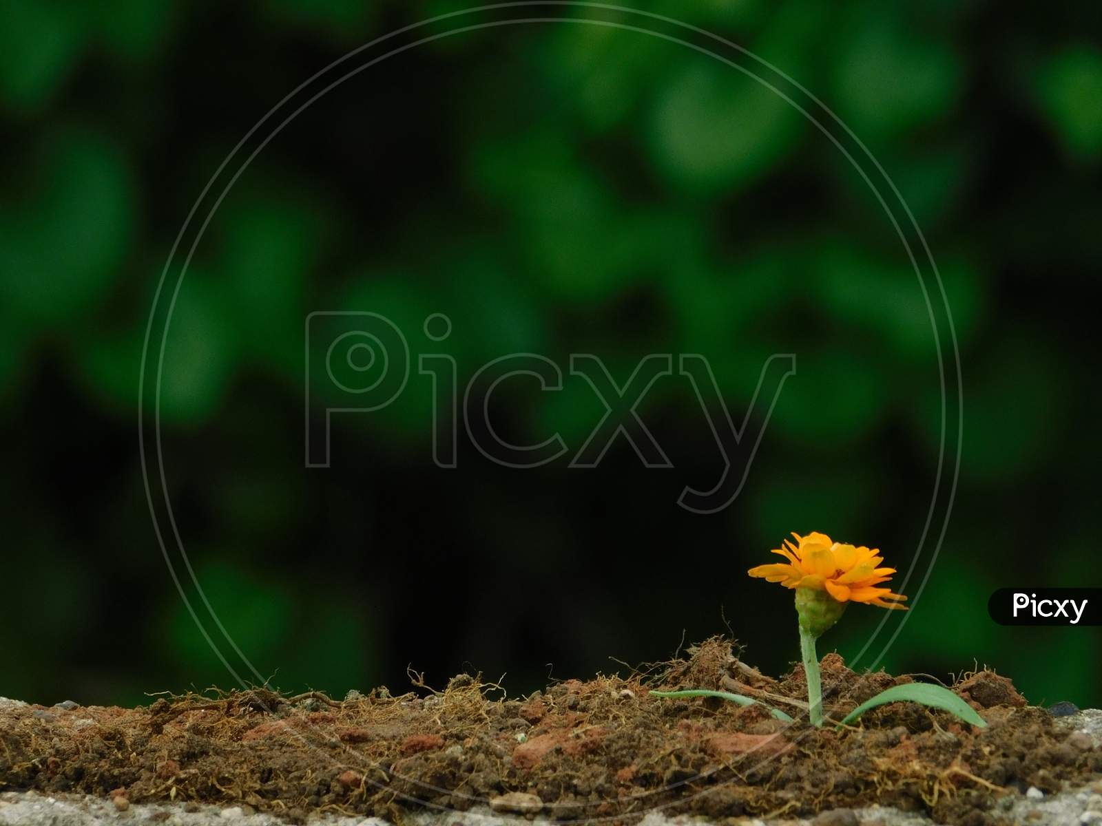 Tiny flower plant.